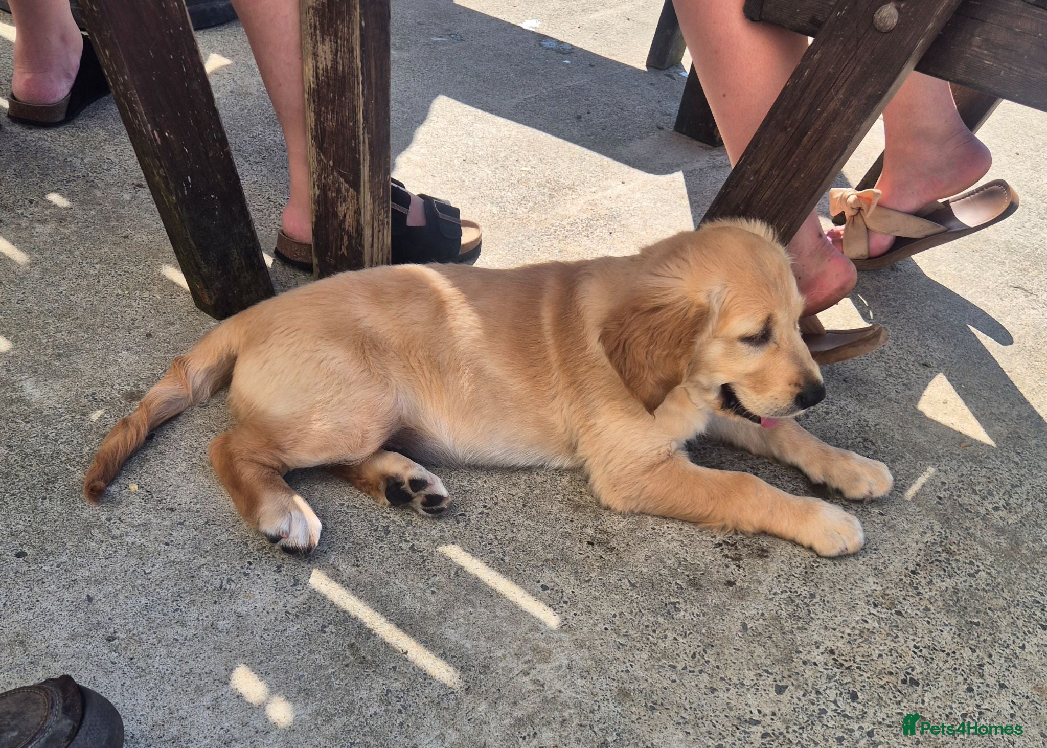 Golden Retriever dogs KC GOLDEN RETRIEVER PUPS, HEALTH TESTED PARENTS - Advert 2