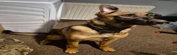 Mixed Breed dogs for sale: Teddy - German shepard cross Belgian Malinois - Advert 2
