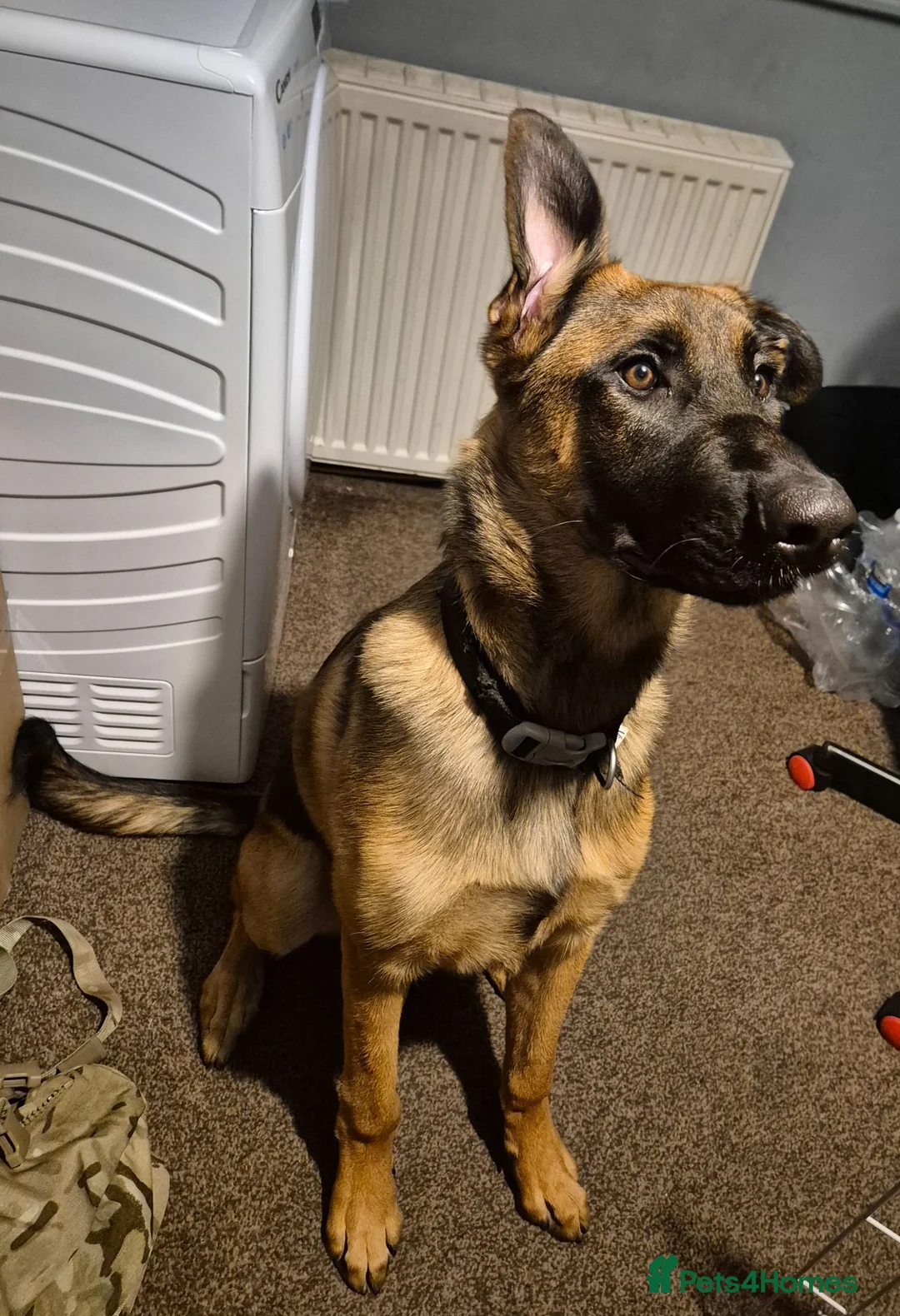 Mixed Breed dogs for sale: Teddy - German shepard cross Belgian Malinois - Advert 2