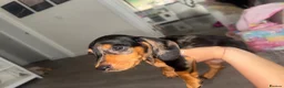 Miniature Dachshund dogs for sale: Silver dapple and tan miniature dachshund  in Port Talbot - Advert 5