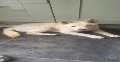 Mixed Breed dogs in Maesteg - Advert 8