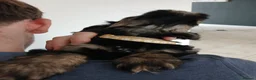 Cockapoo dogs for sale: 5 beautiful Toy Cockapoos available - Advert 9