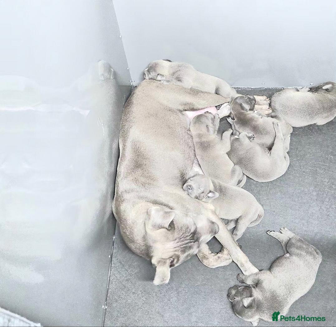 Staffordshire Bull Terrier dogs KC Blue Staffordshire Bull terrier puppies - Advert 1