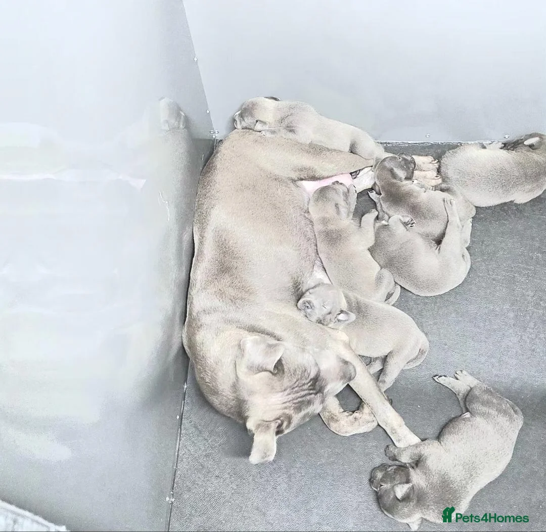 Staffordshire Bull Terrier dogs for sale: KC Blue Staffordshire Bull terrier puppies - Advert 1