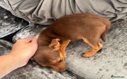 Jack Russell dogs for sale: Miniature Jack Russell puppies Ready to leave in Gillingham - Image 12