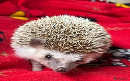 Pygmy Hedgehog rodents for sale: Sold. Male African Pygmy hedgehog for sale - Image 3