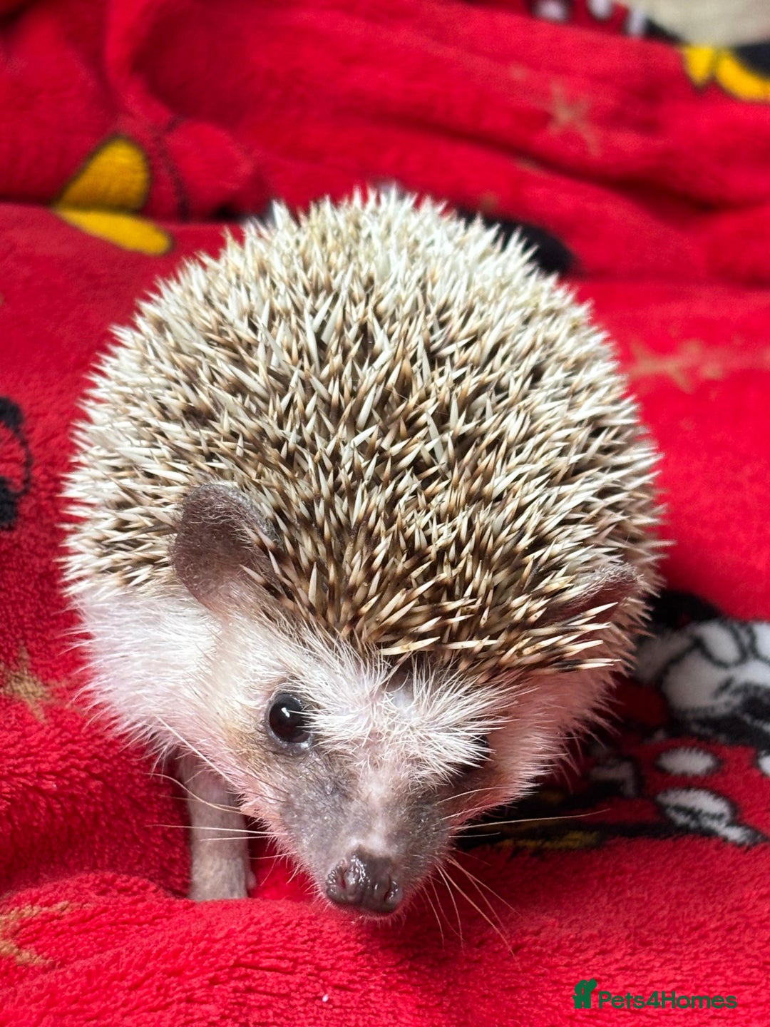 Pygmy Hedgehog rodents for sale: Sold. Male African Pygmy hedgehog for sale - Image 3