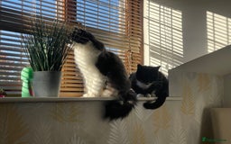 Mixed Breed cats for sale: Flimflam & Bojo - Image 10