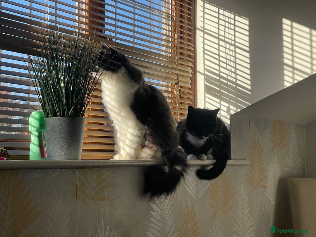 Mixed Breed cats for sale: Flimflam & Bojo - Image 10