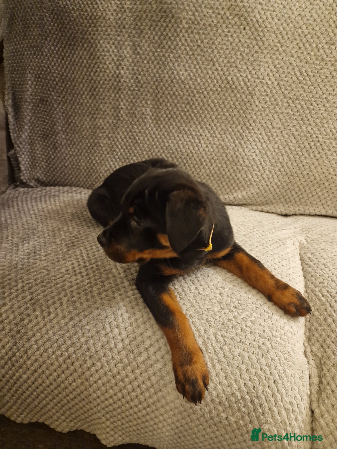 Rottweiler dogs for sale: 10 week old rottweiler female - Advert 10