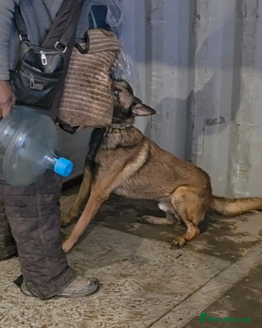 Belgian Shepherd Dog dogs for stud: 🔥🔥The infamous LampaK9 KHAOS 🔥🔥 - Advert 5