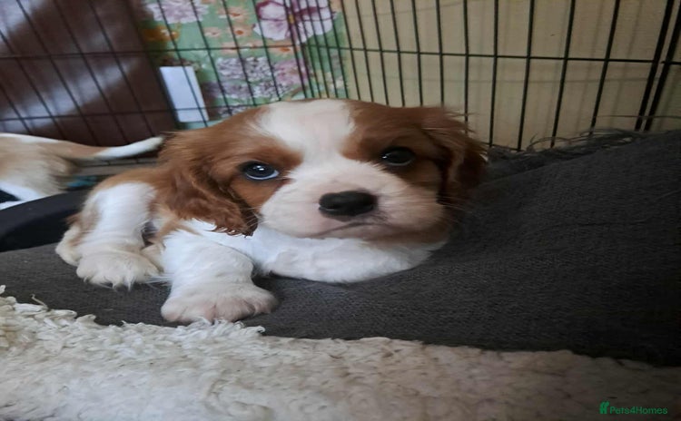 Cavalier King Charles Spaniel dogs - Advert 2