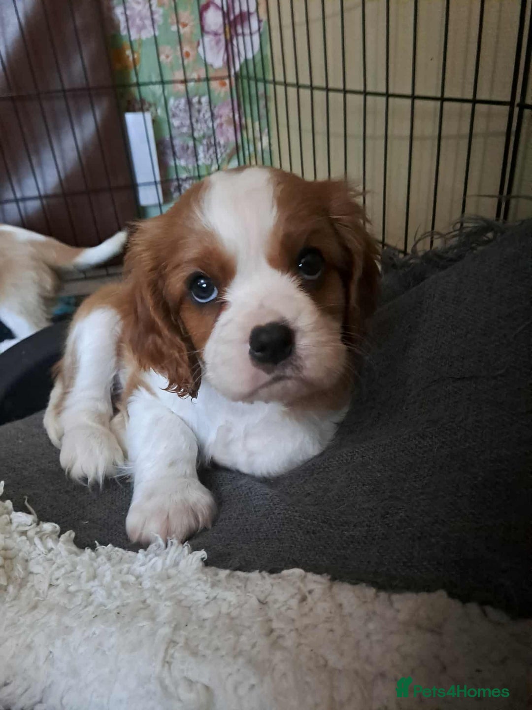 Cavalier King Charles Spaniel dogs for sale: King Charles cavalier 1 boy left!  - Image 5