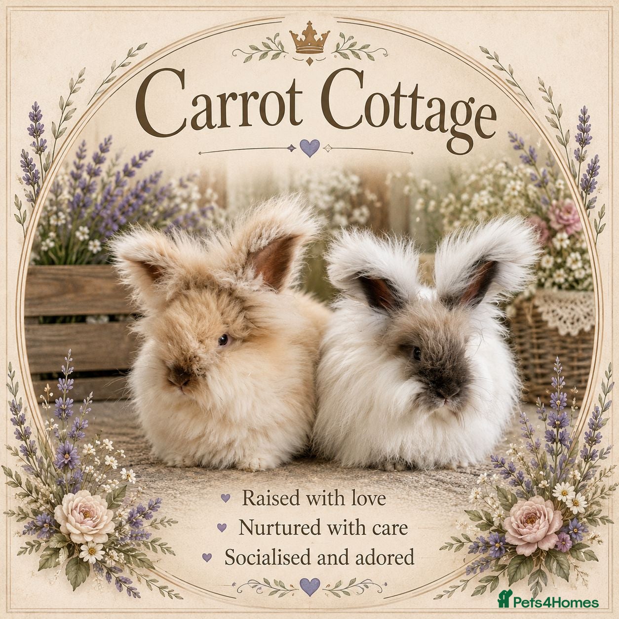 Angora rabbits English angora babies - Advert 17