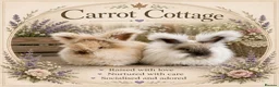 Angora rabbits for sale: English angora babies - Advert 1