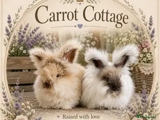 Angora rabbits English angora babies - Advert 4