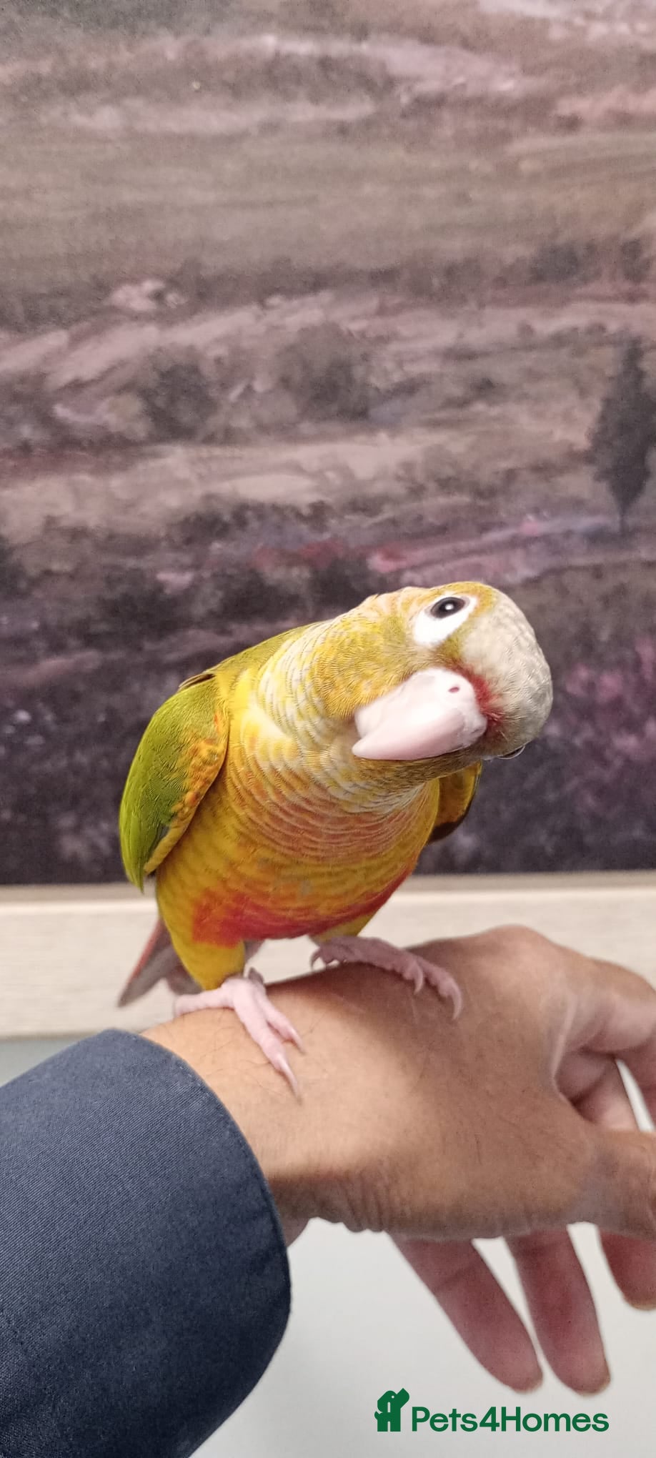 Ringnecks birds Hand-Reared Baby. Pineapple  corner  for Sale  - Advert 2