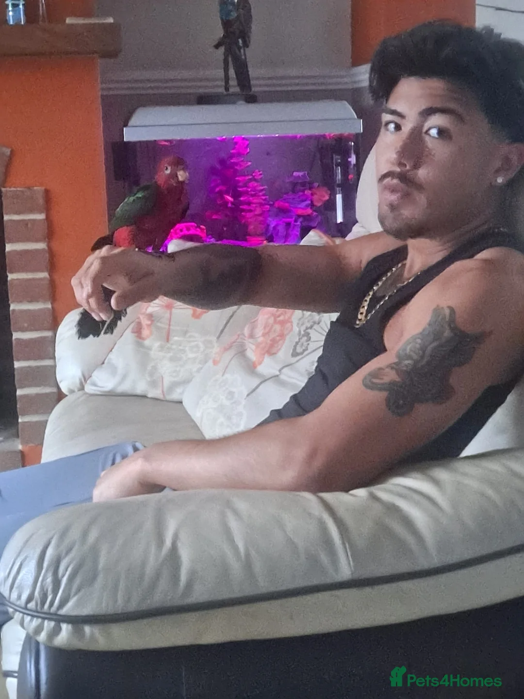 Parrots birds for sale: Super Tame ambonian king parrot - Advert 10