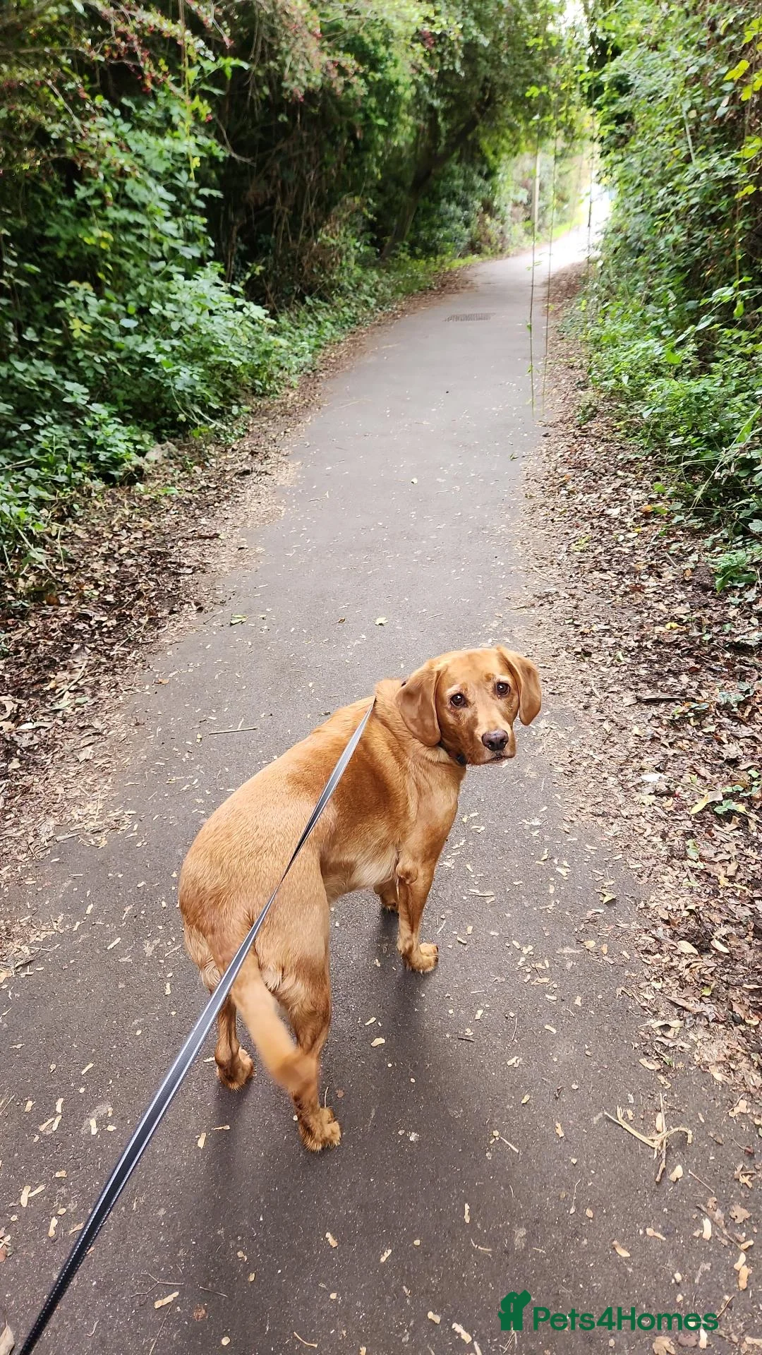 Cockerdor dogs for sale: Bodhi in Bedford - Advert 2
