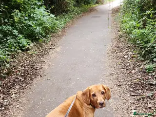 Cockerdor dogs Bodhi - Advert 2