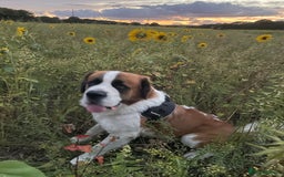 Saint Bernard dogs for stud: PROVEN STUD!! - Image 1