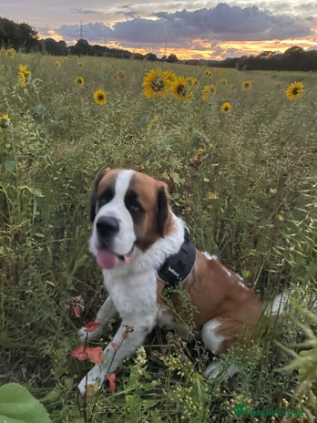 Saint Bernard dogs PROVEN STUD!! - Advert 2
