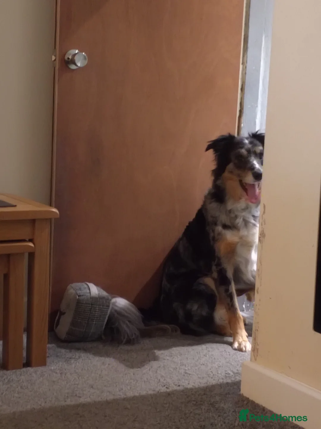 Border Collie dogs for sale: Kasper - Advert 2