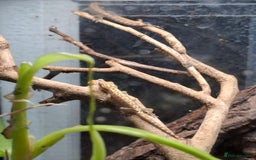 Gecko reptiles for sale: Baby Mourning geckos and Isopods  - Image 3
