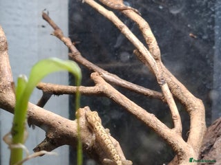 Gecko reptiles - Advert 33