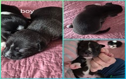 Mixed Breed dogs for sale: Mastiff cross staff puppies 🥰 - Image 5