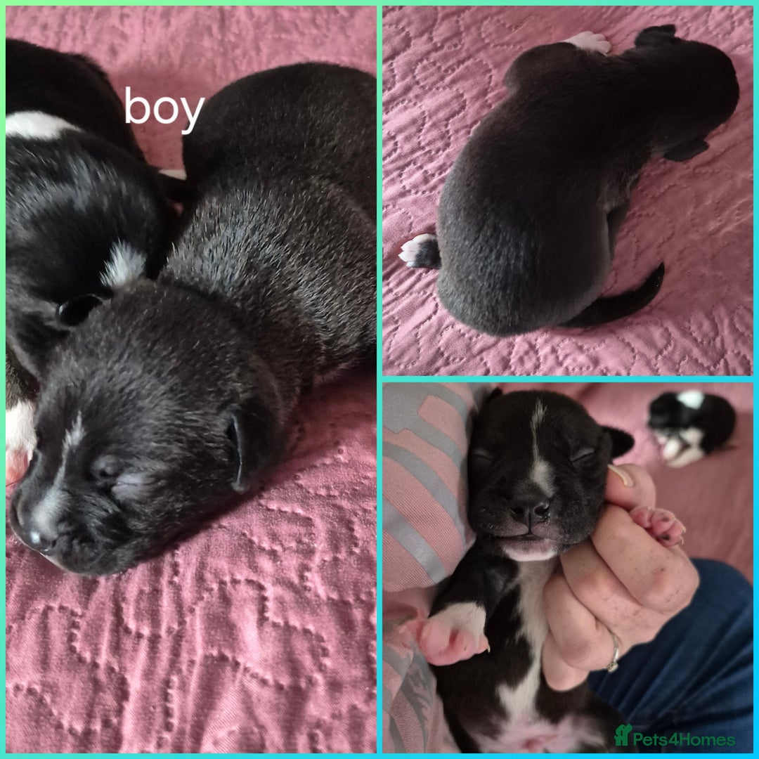 Mixed Breed dogs for sale: Mastiff cross staff puppies 🥰 - Image 5