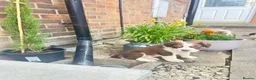 Olde English Bulldogge dogs for sale: Olde English fluffy Bulldogge puppies  - Advert 12