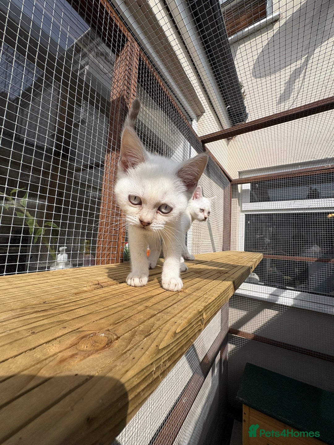 British Shorthair cats for sale: Two beautiful girls waiting for forever home  - Image 4