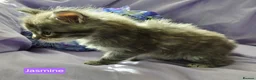 Maine Coon cats for sale: Pure maincoons ready 17/10/26 in Market Drayton - Advert 10