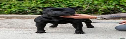 Staffordshire Bull Terrier dogs for sale: Kc reg Quality traditional sbt puppies - Advert 14