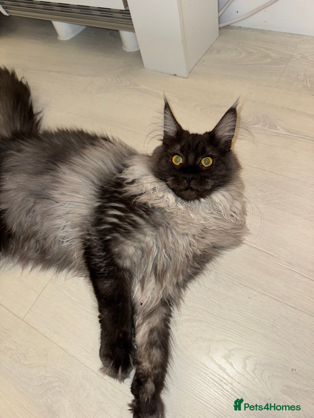 Maine Coon cats for sale: Maine coon kitten  - Advert 3