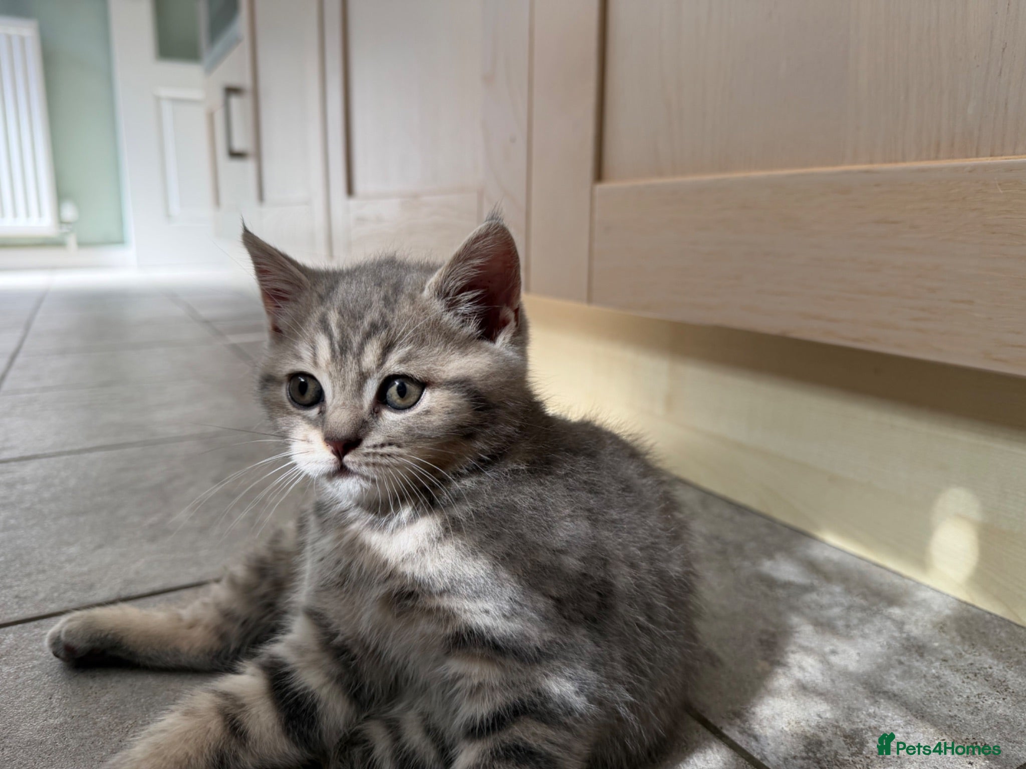Scottish Fold cats Scottish Fold and Scottish straight kittens. - Advert 2