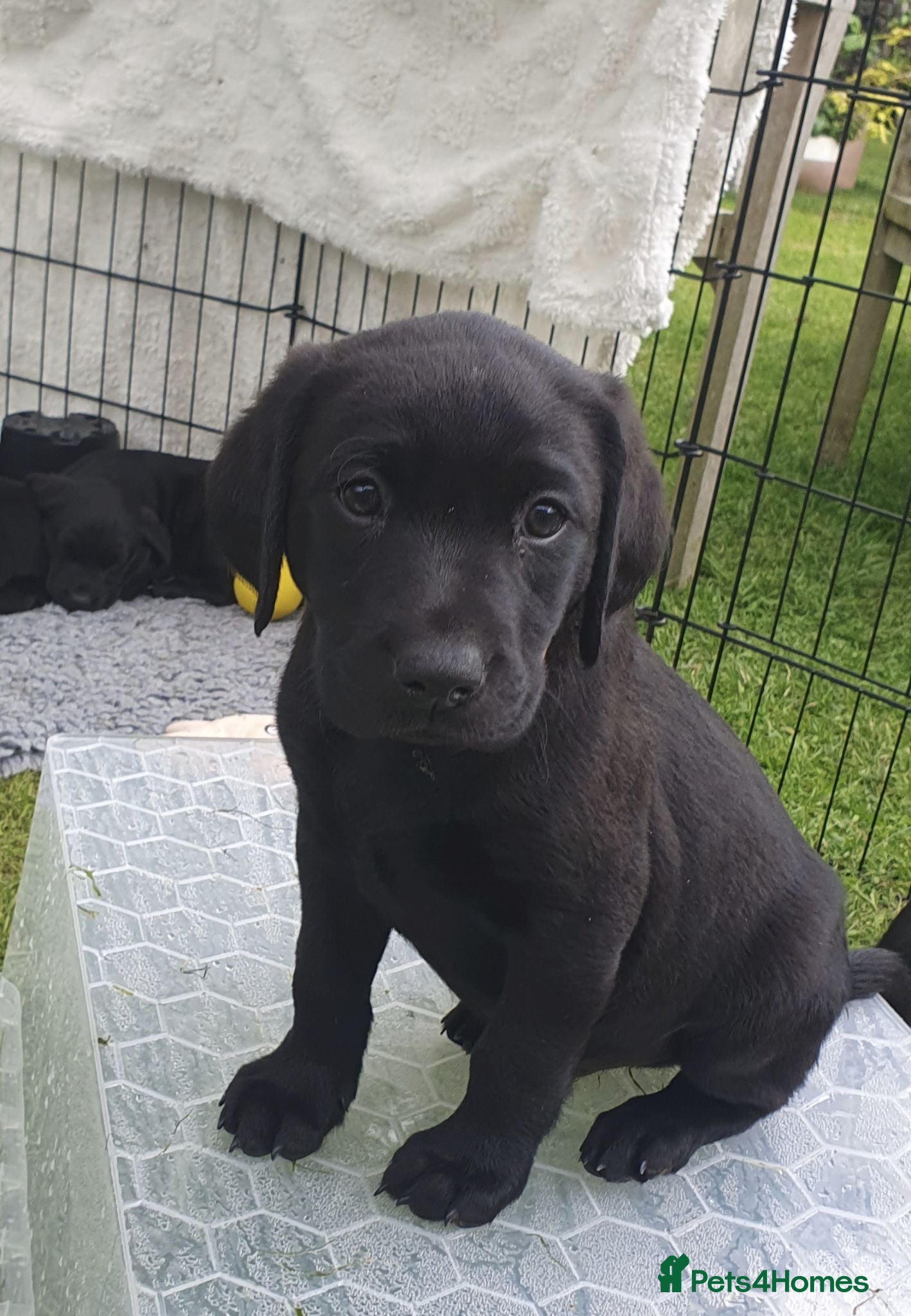 Labrador Retriever dogs KC FTCh Black Lab Boys - Elite Quality, Ready Now - Advert 1