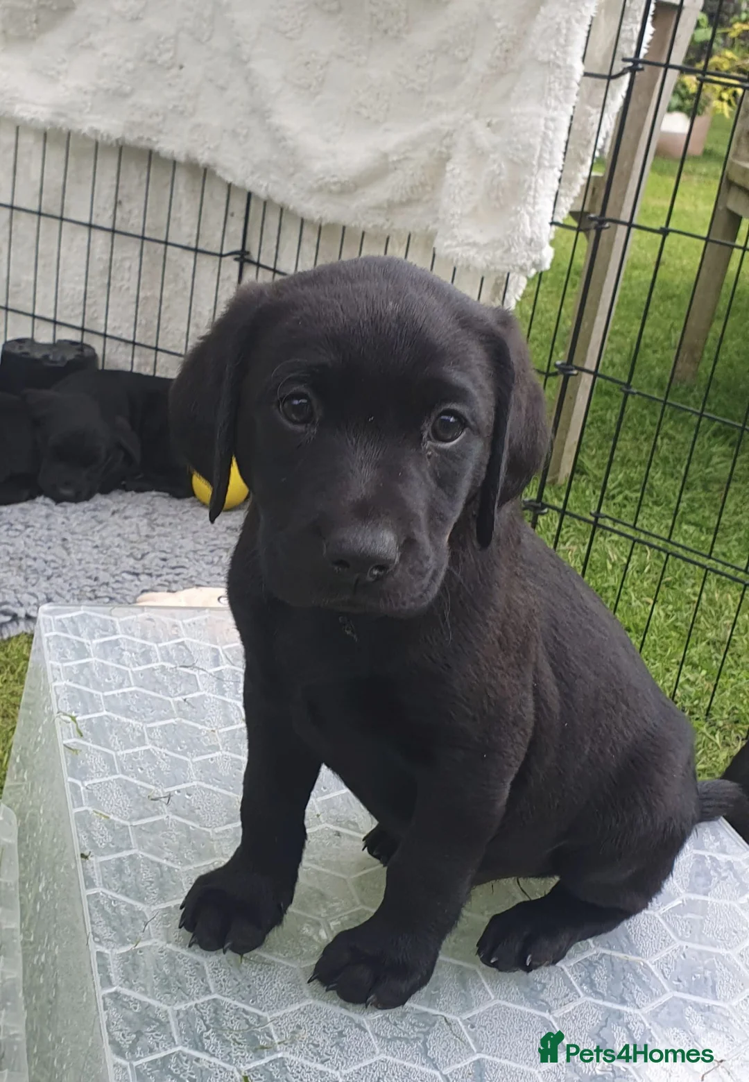 Labrador Retriever dogs for sale: KC FTCh Black Lab Boys - Elite Quality, Ready Now - Advert 1