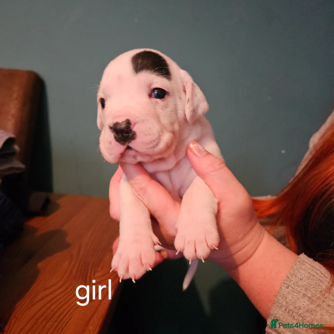 Mixed Breed dogs for sale: Staffie spaniel X old English bulldog  - Advert 6