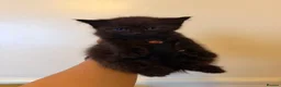 British Shorthair cats for sale: 5 British Shorthair kittens (MIXED) in London - Advert 9