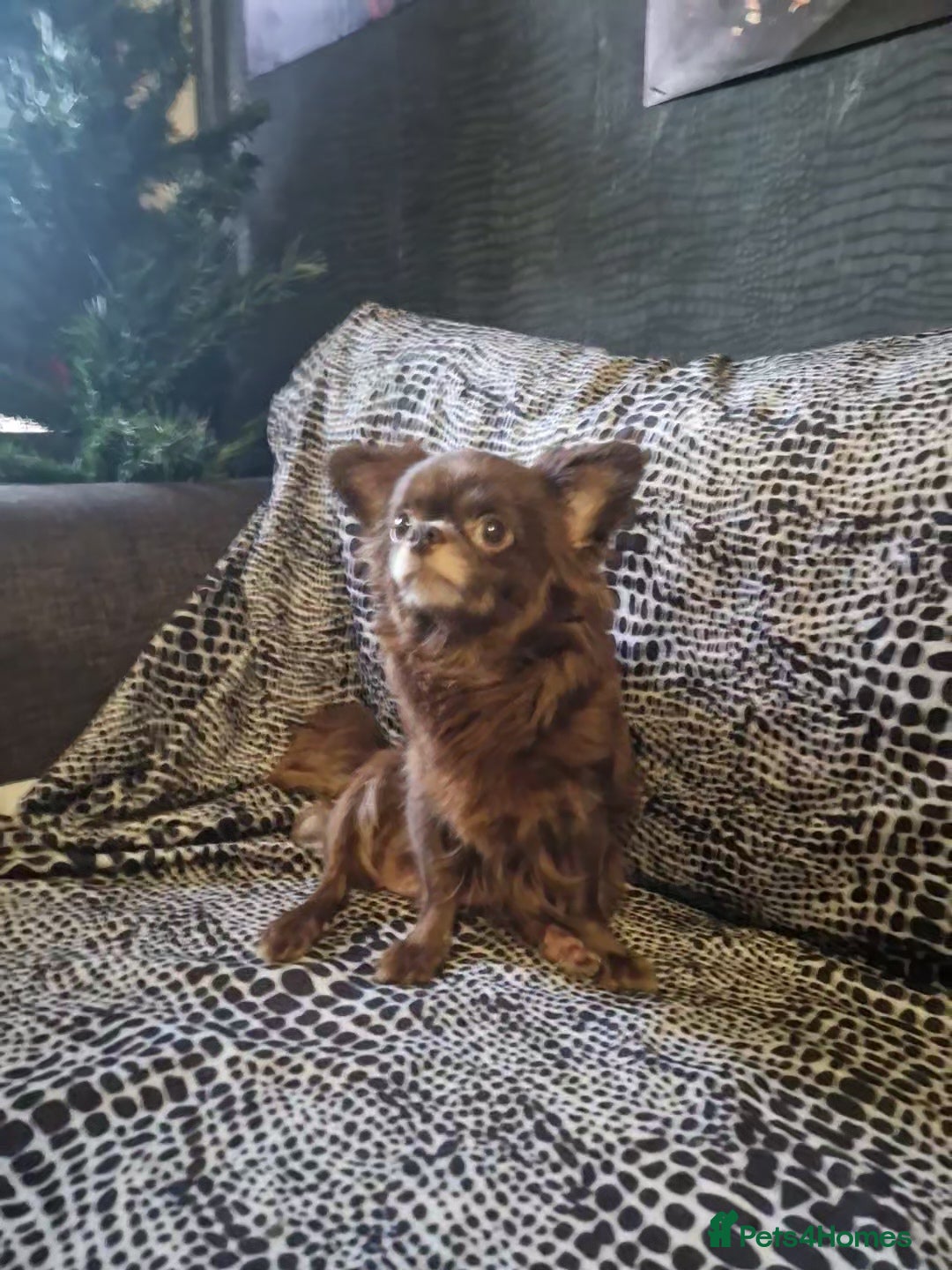 Chihuahua dogs for sale: 4 male chihuahuas - Advert 9