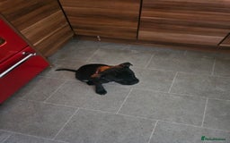 Staffordshire Bull Terrier dogs for sale: Stunning black girl - Image 13