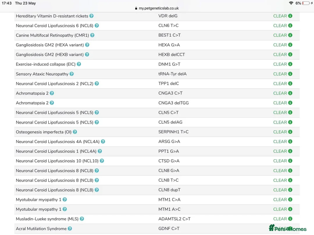 Toy Poodle dogs for stud: Champion Line KC Apricot Toy Poodle Stud in Ringwood - Advert 17