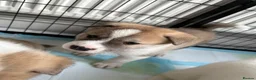 Huskita dogs for sale: Huskita male puppy   - Advert 5