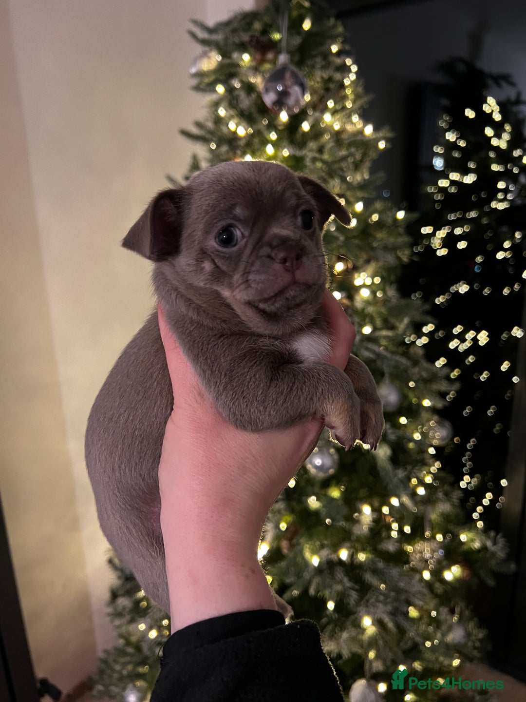 Chihuahua dogs for sale: Kc registered lilac chihuahua girl - Advert 6