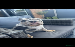 English Bulldog dogs for sale: Grey Merle male english bulldog puppy - Image 16