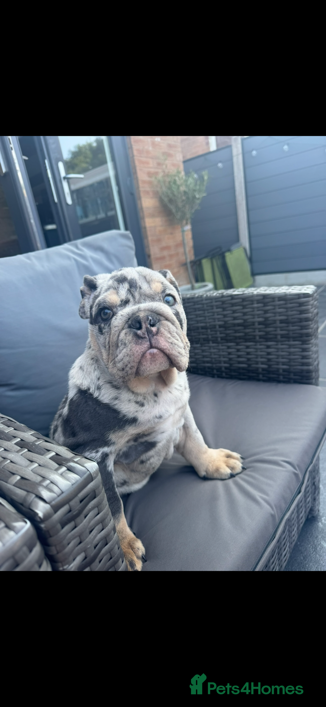 English Bulldog dogs for sale: Grey Merle male english bulldog puppy - Image 16