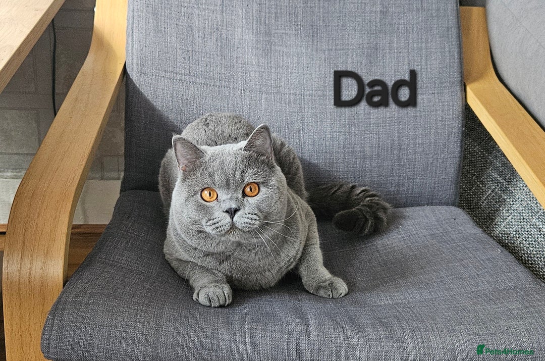 British Shorthair cats for sale: British Blue Shorthair kittens, GCCF pedigree - Image 36