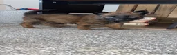 Belgian Shepherd Dog dogs for sale: Belgian malinois puppies - Advert 21